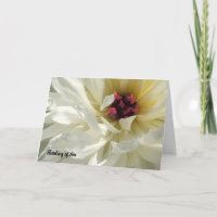 Creme White Peony Blume Sympathie Karte