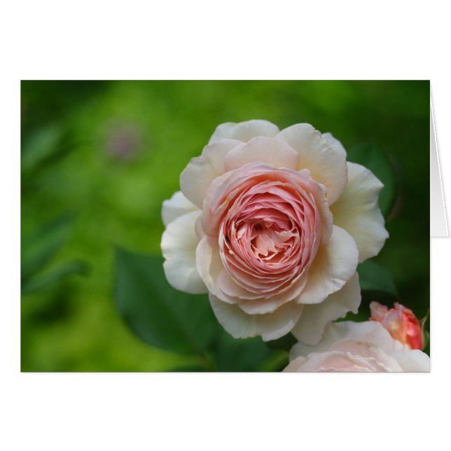 Cremefarbene Rose (Vorderseite (Horizontal))