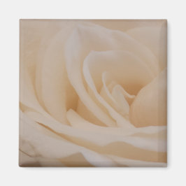 Cremefarbene Rose schließen Magnet