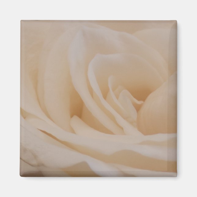 Cremefarbene Rose schließen Magnet (Vorne)