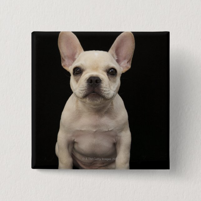 Cremefarbener Welpe der französischen Bulldogge Button (Vorderseite)