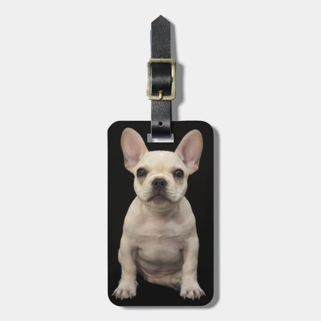 Cremefarbener Welpe der französischen Bulldogge Gepäckanhänger (Vorderseite vertikal)