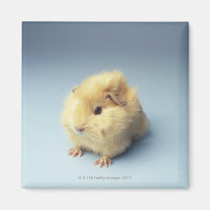 Cremefarbenes Meerschweinchen Magnet