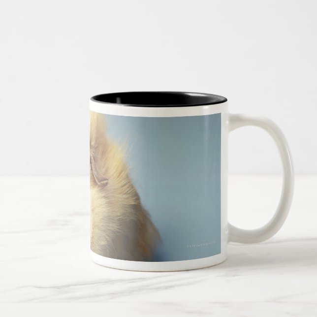 Cremefarbenes Meerschweinchen Zweifarbige Tasse (Rechts)