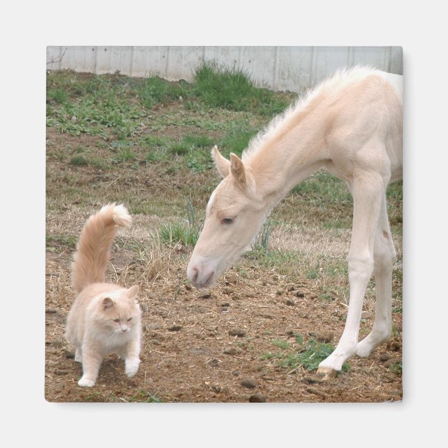 Cremello Companies Magnet (Vorne)