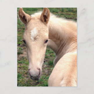 Cremello Walking Horse Postkarte