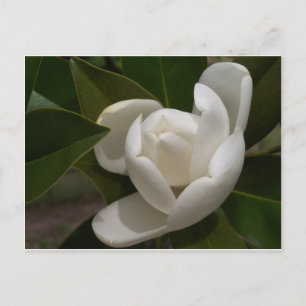 Cremeweiße Magnolia-Blume Postkarte
