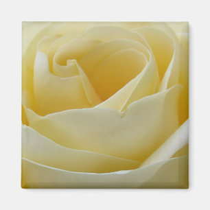 Cremeweiße Rosenmagnet Magnet