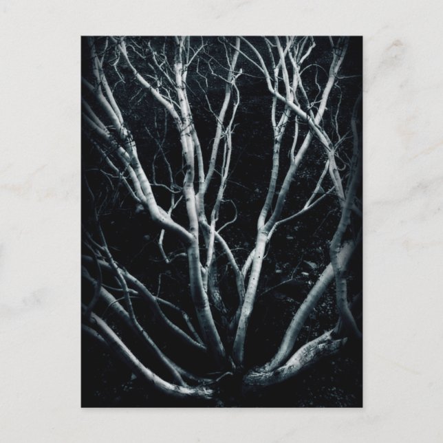 Creosote Bush 2614 Postkarte (Vorderseite)