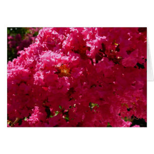 Crepe Myrtle Baum Magenta Blüten
