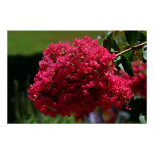 Crepe Myrtle-Blume Poster