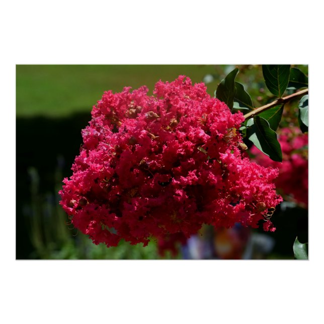 Crepe Myrtle-Blume Poster (Vorderseite)