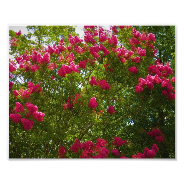 Crepe Myrtle Fotodruck (Vorne)