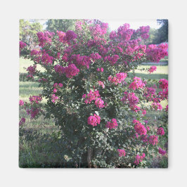 Crepe Myrtle Magnet
