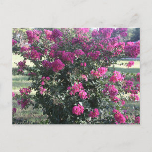 Crepe Myrtle Postkarte