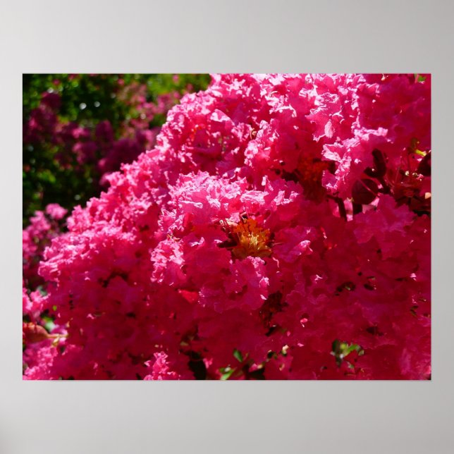 Crepe Myrtle Tree Magenta Floral Poster (Vorne)