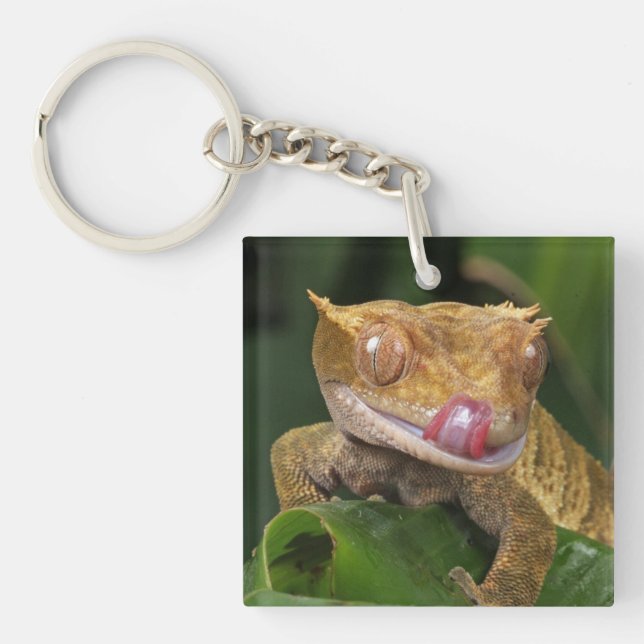 Crested Gecko (Devant)
