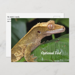 Crested Gecko auf der linken Seite Postkarte