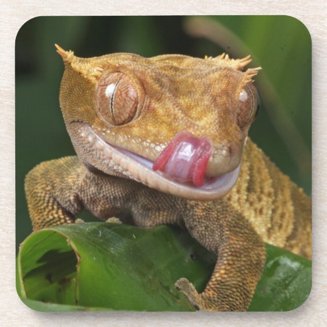 Crested Gecko Getränkeuntersetzer (Vorderseite)