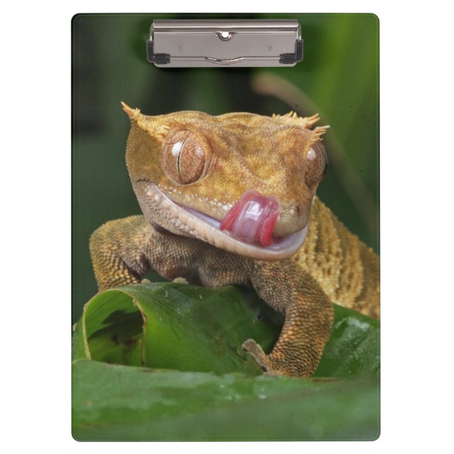 Crested Gecko Lizard Klemmbrett (Vorderseite)
