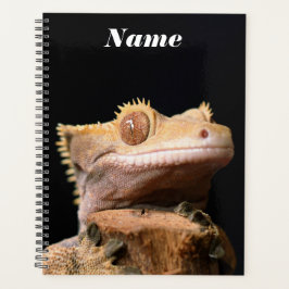 Crested Gecko Lizard on Black Planer