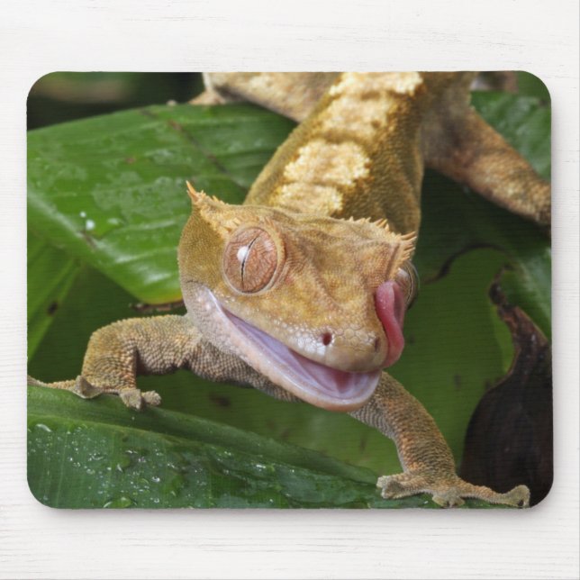 Crested Gecko Mousepad (Vorne)