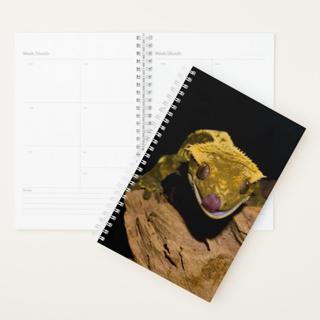 Crested Gecko Planer (Anzeige)
