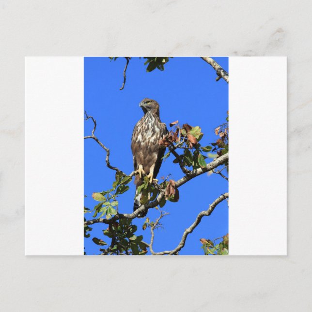 Crested Hawk Eagle in Sri Lanka Postkarte (Vorderseite)