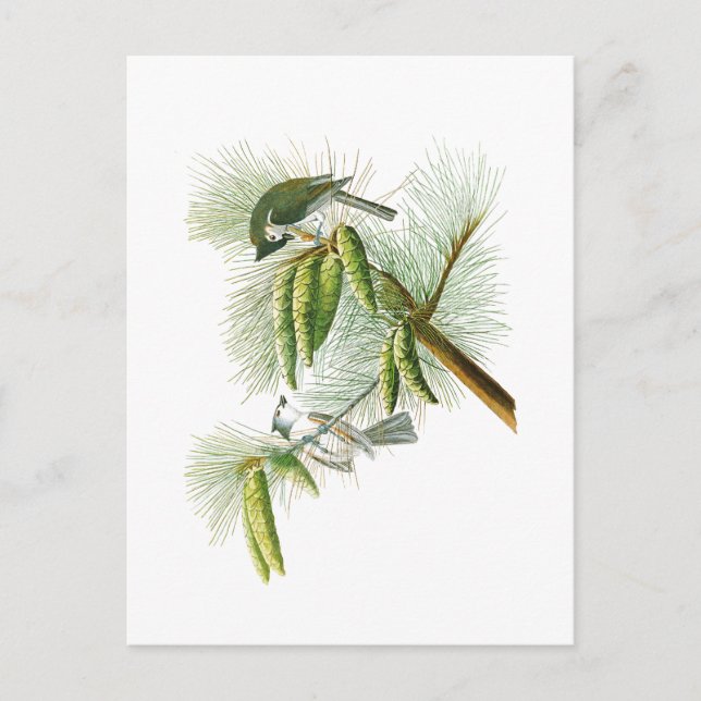 Crested Titmouse John James Audubon Birds America Postkarte (Vorderseite)