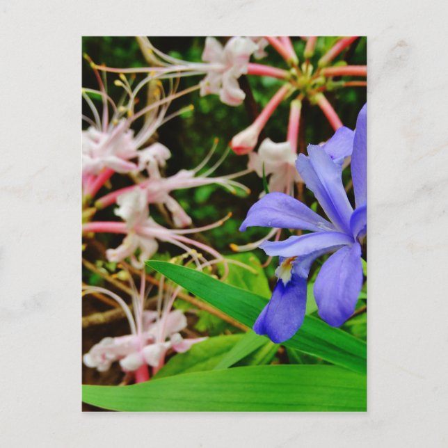 Crested Zwarf Iris Postkarte (Vorderseite)