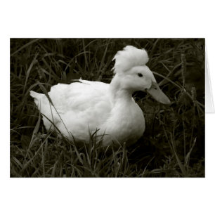 Crestie en noir et blanc