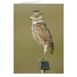 Creusant le hibou - ici vous regarde