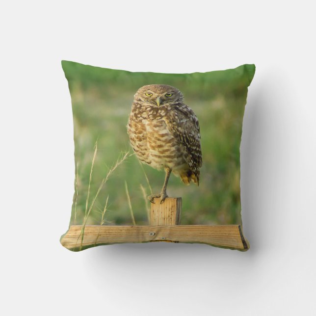 Creuser le coussin de hibou (Recto)