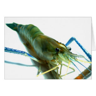 crevettes