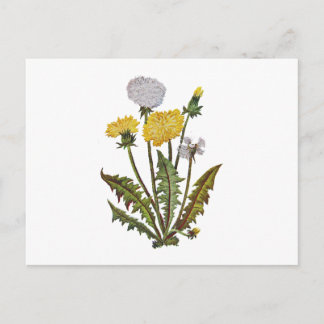 Crewel bestickt Golden Dandy Lions Postkarte