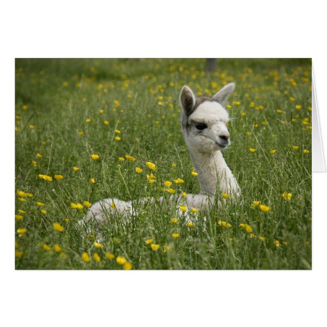 Cria in Buttercups Card (Vorderseite (Horizontal))