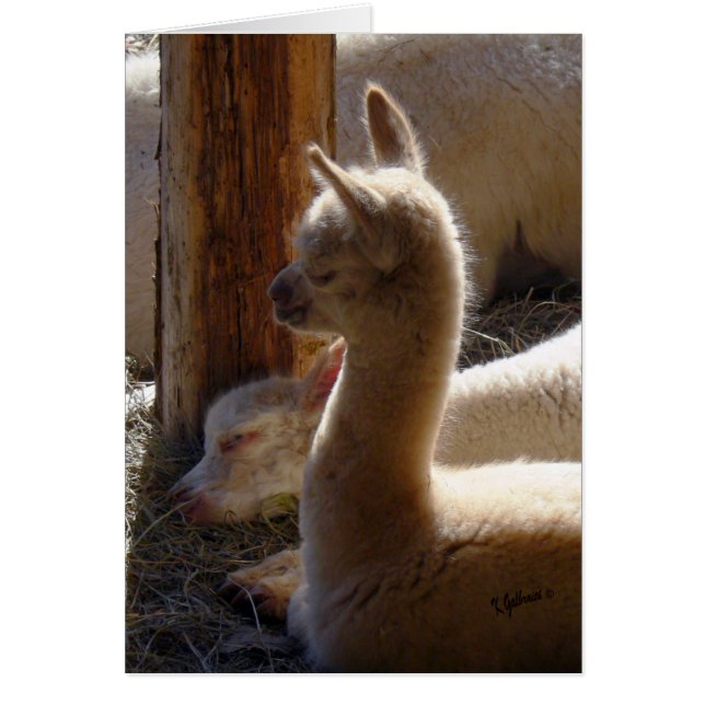 Cria Schlafen (Vorne)