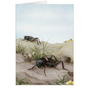 CRICKET DE THE FIELD