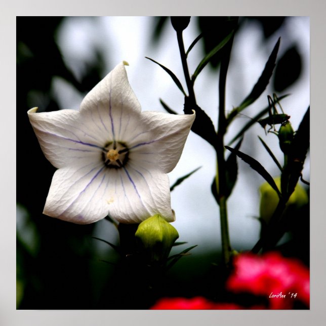 Cricket-Überraschung Poster (Vorne)