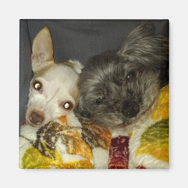 Cricket- und Maybellinmagnete Magnet (Vorne)