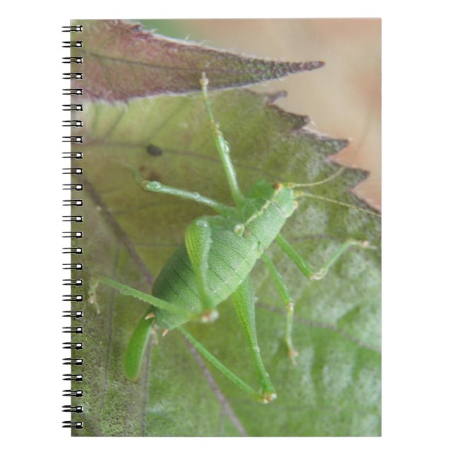 Cricket vert sur un Carnet feuille (Devant)