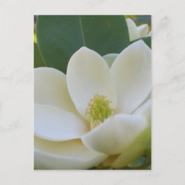 CricketDiane Süd Magnolias Postkarte