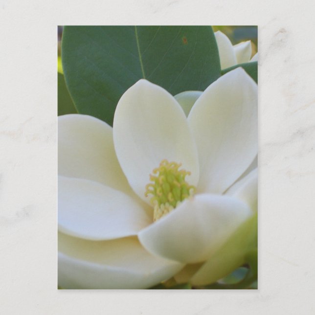 CricketDiane Süd Magnolias Postkarte (Vorderseite)
