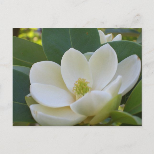 CricketDiane Süd Magnolias Postkarte (Vorderseite)