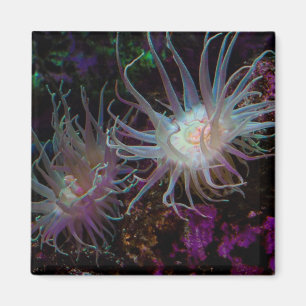 Crimson Anemone Magnet