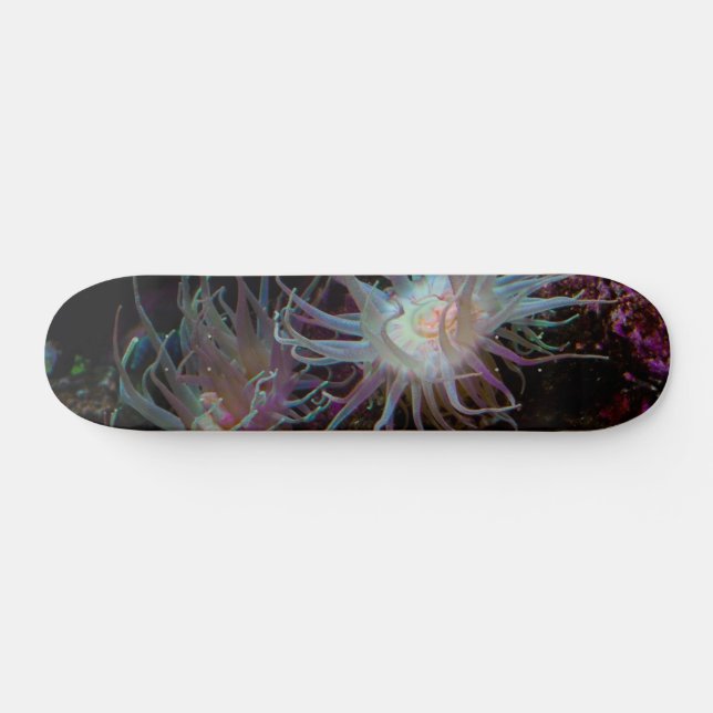Crimson Anemone Skateboard (Horizontal)