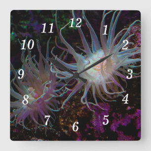 Crimson Anemone Wall Clock Quadratische Wanduhr