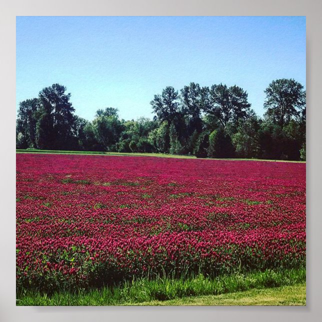 Crimson Clover Field Poster (Vorne)
