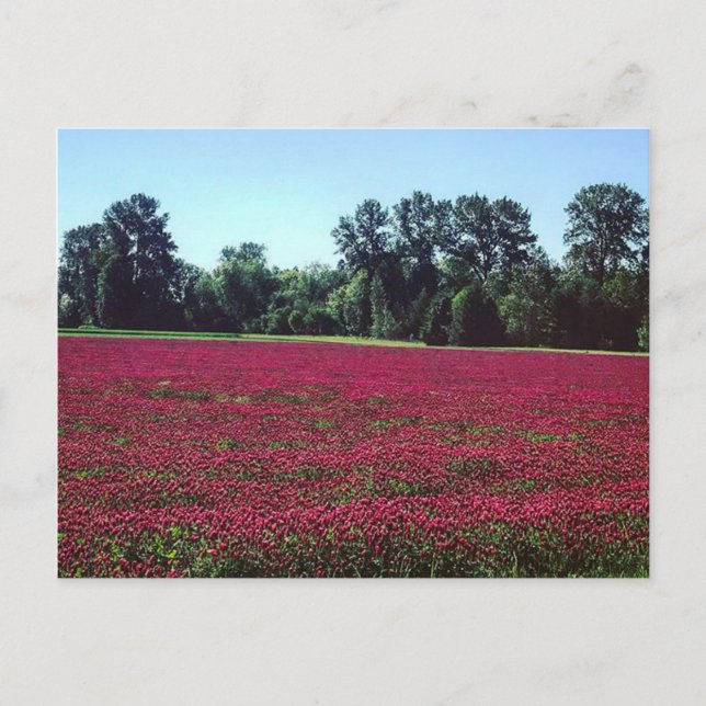 Crimson Clover Field Postkarte (Vorderseite)