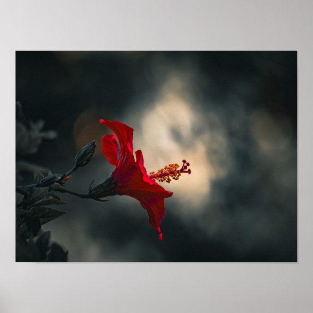 🌹 Crimson Glow in the Dusk ✨ Poster (Vorne)